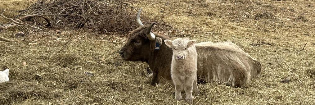 Ciara profile cover image