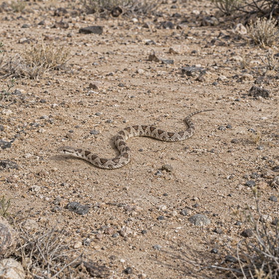 glossy snake