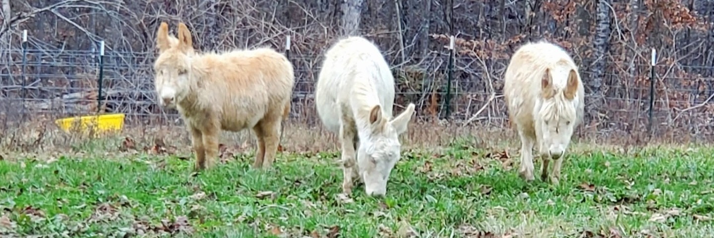 Mountain Ridge Farm profile cover image