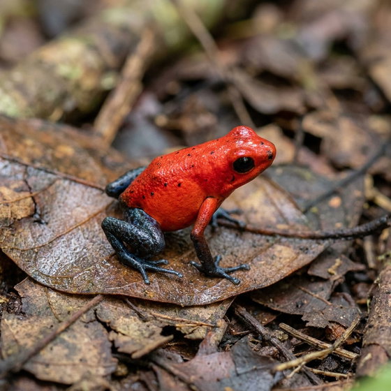 strawberry poison dart frog