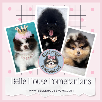 Belle House Pomeranians profile picture