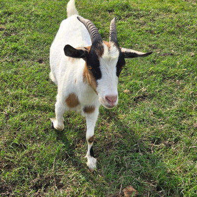 Tink profile picture