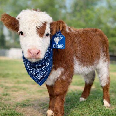 Briar profile picture