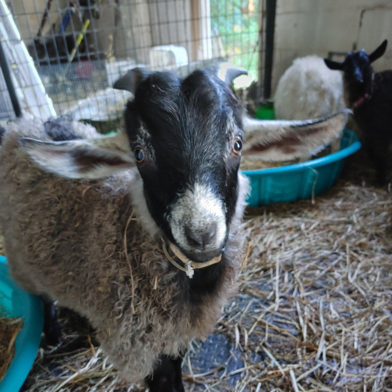 Kaipo
