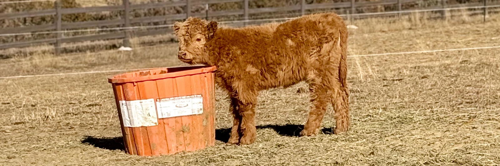 NXT Dandy’s Luna Lilly profile cover image