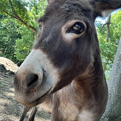 Allie profile picture