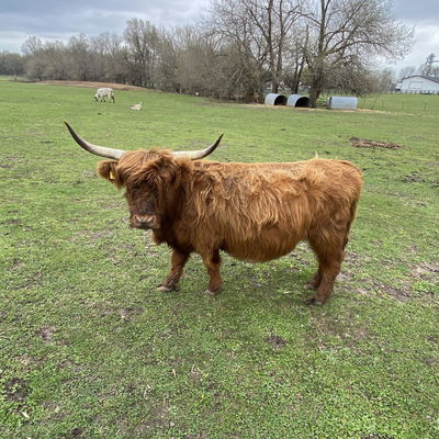 A Peculiar Farm Anna profile picture