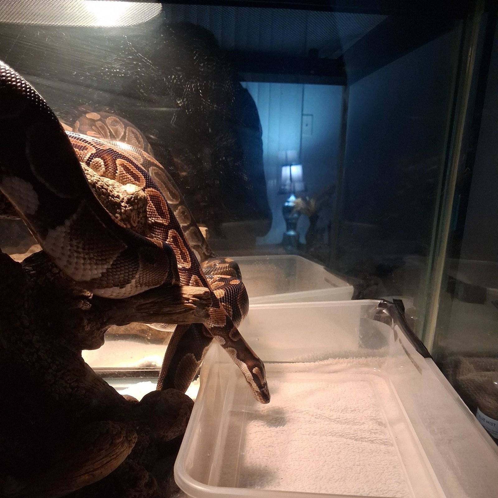 Hiss