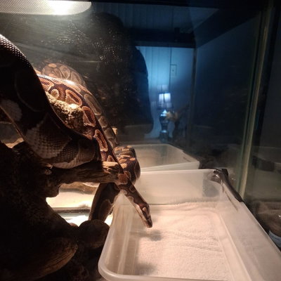 Hiss profile picture