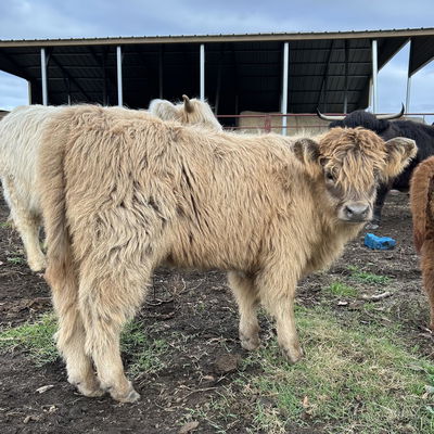 Judy’s Autumn profile picture