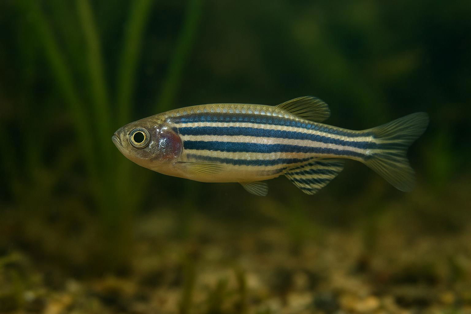 zebrafish