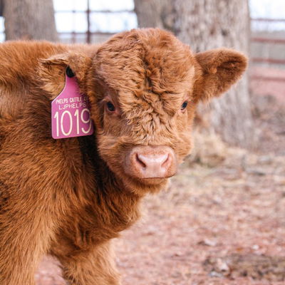 Fergus profile picture