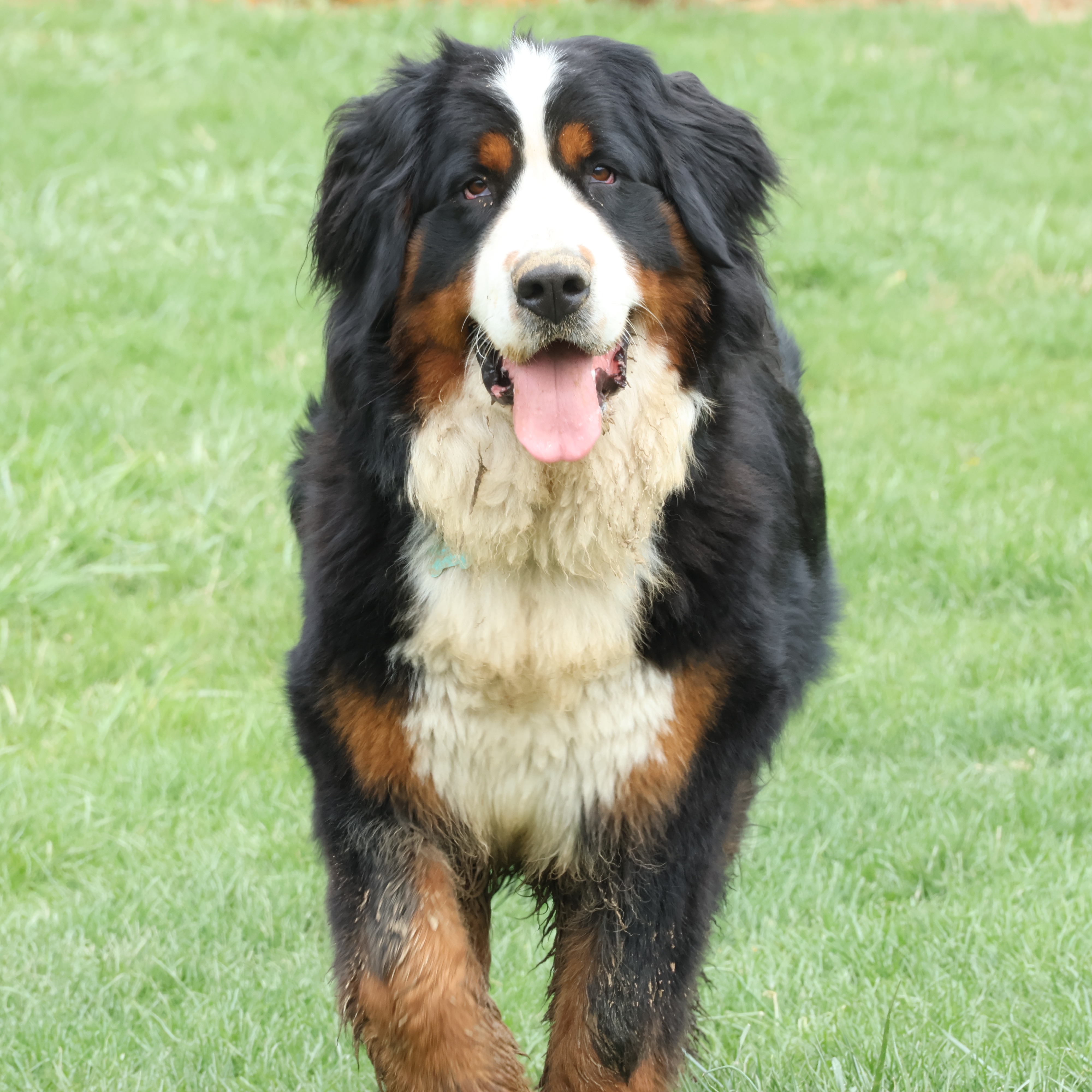 Bernese Beauties profile picture
