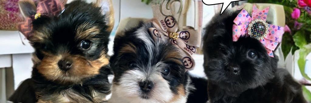 Mommy & Me Yorkies profile cover image