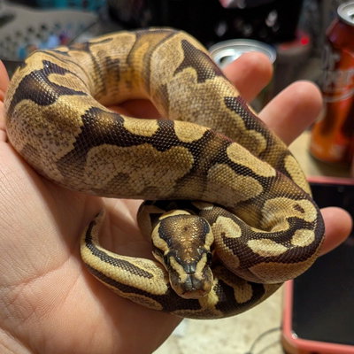 Waffle profile picture