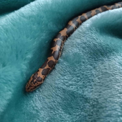 Spicy Noodle profile picture