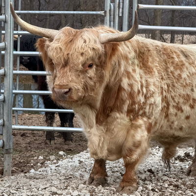 Dougal profile picture