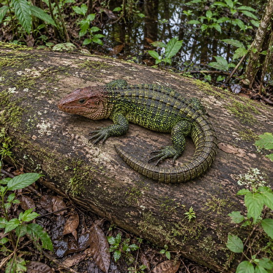 northern caiman lizard