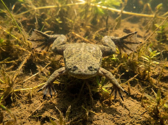 African clawed frog