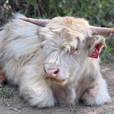 Sammy profile picture