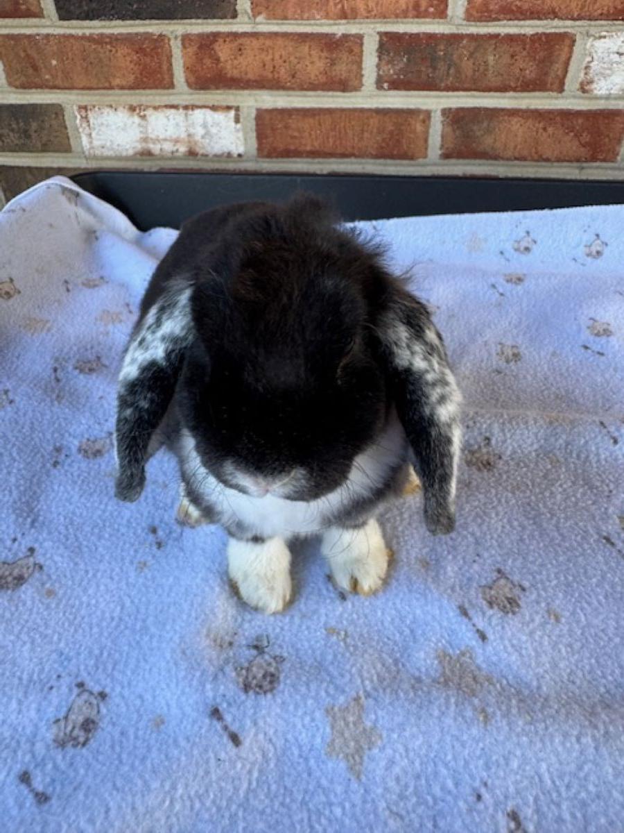 Shadow- Black White Eared (WE), photo 4